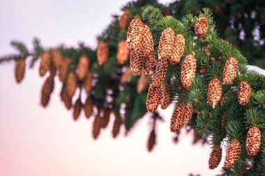 Gün batımında gökyüzüne karşı iğneler ve konilerle yeşil ladin dalları. Ladin üzerinde bir sürü koni.