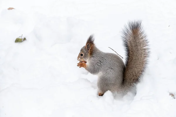 Eichhörnchen frisst Nuss im Schnee — Stockfoto