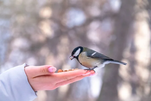 Mädchen füttert eine Meise von einer Palme. — Stockfoto