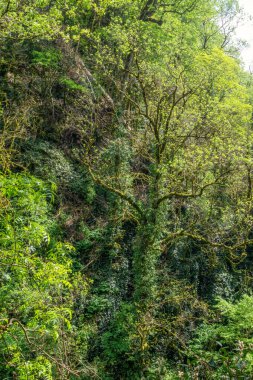 Yoğun bir ormanda yosun ile kaplanmış ağaçlar güneş tarafından aydınlatılır..