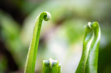 Fern Asplenium scolopendrium, hart's-Tongue fern, Phyllitis scolopendrium bilinen.