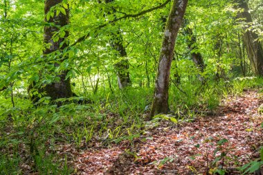 Ormandaki ağaç gövdeleri yosun ile kaplanmış..