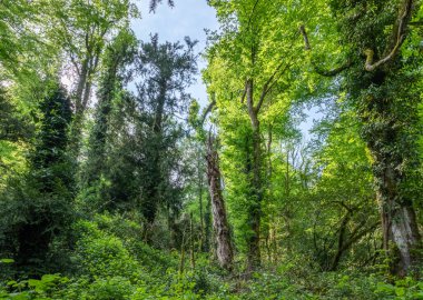 Yoğun yağmur ormanlarında yosunla büyümüş ağaçların arasından geçen güneş