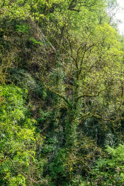 Bäume, die in einem dichten Wald mit Moos bewachsen sind, werden von der Sonne angestrahlt. — Stockfoto