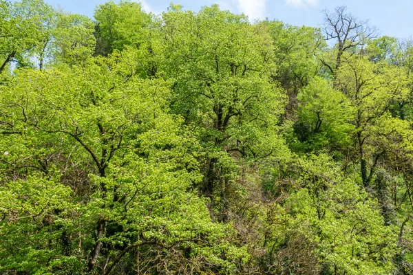 Floresta verde no topo da montanha em um dia de sol brilhante . — Fotografia de Stock