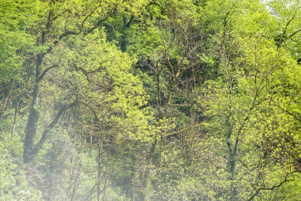 Dik groen bos op een heuvel in de ochtend mist. — Stockfoto