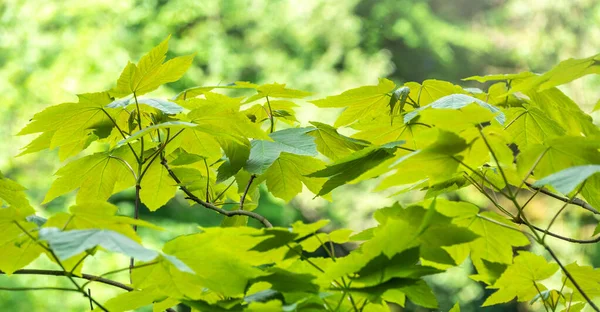 緑の葉を持つカエデの枝 — ストック写真