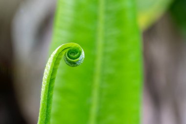 Fern Asplenium scolopendrium, hart's-Tongue fern, Phyllitis scolopendrium bilinen.