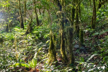 Yoğun bir ormanda yosun ile kaplanmış ağaçlar güneş tarafından aydınlatılır..