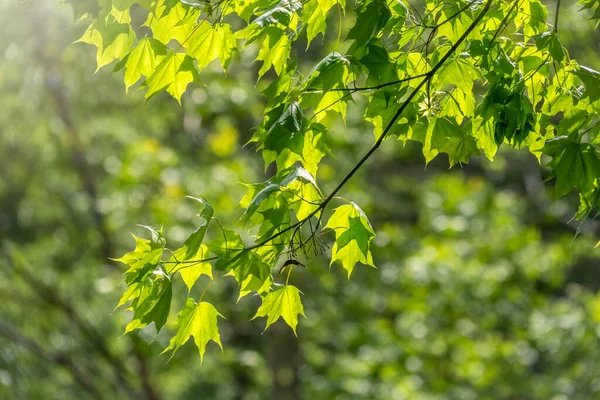 Ramas de arce con hojas verdes — Foto de Stock
