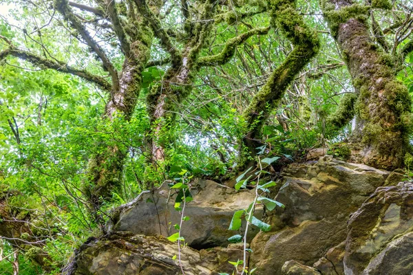 Klippig klippa i tät Grön skog. Vårfärger i fjäll skogen. — Stockfoto