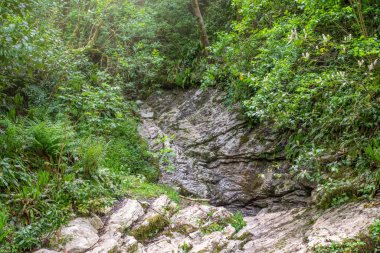 Yeşil ormandaki katmanlı kireçtaşından kaya..