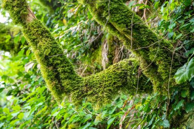 Yoğun bir ormanda yosun ile kaplanmış ağaçlar güneş tarafından aydınlatılır..