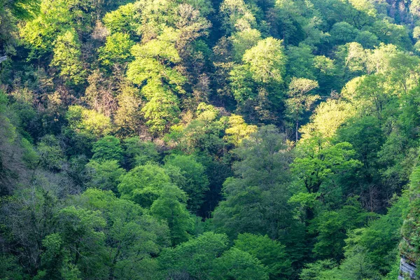 Thick green forest on the hillside. Spring colors in the mountain forest. — Stock Photo, Image