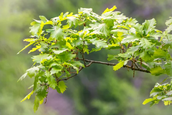 Green oak leaves on a natural blurred background