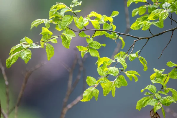 Green leaves of linden Tilia dasystyla on a green background — ストック写真