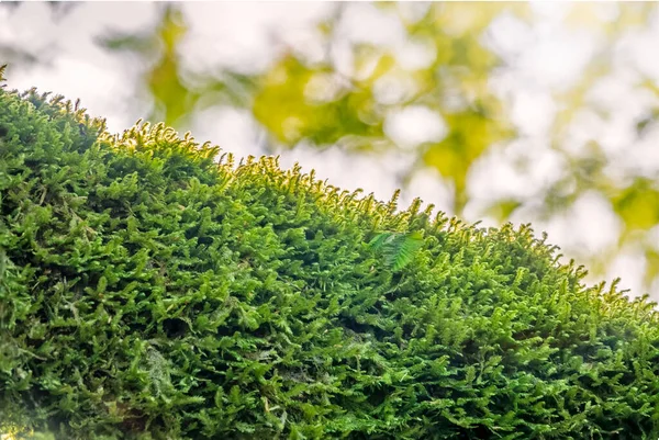 Zacht dik mos in het bos wordt verlicht door de zon. — Stockfoto