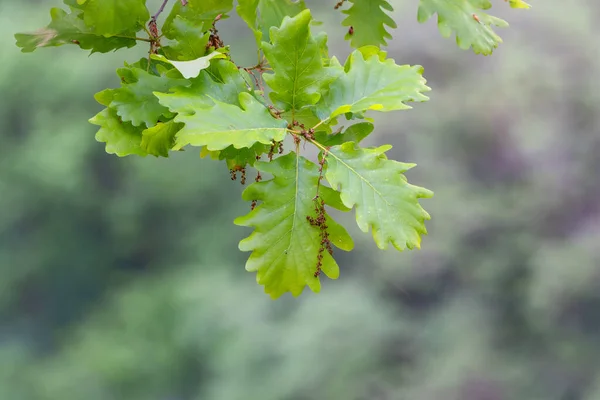 Green oak leaves on a natural blurred background