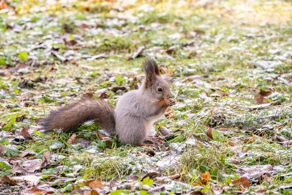 O esquilo do outono senta-se na grama verde com folhas caídas amarelas cobertas com a primeira neve. Esquilo vermelho eurasiano, Sciurus vulgaris — Fotografia de Stock