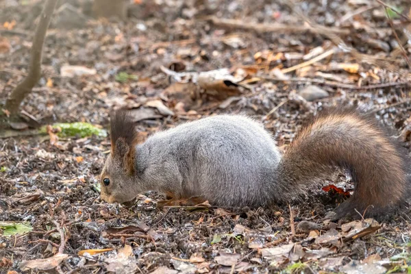 La ardilla otoñal se sienta sobre hojas caídas cubiertas con la primera nieve. Ardilla roja euroasiática, Sciurus vulgaris — Foto de Stock