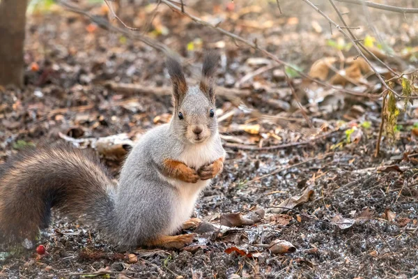 Autumn squirrel sits on fallen leaves covered with first snow. Eurasian red squirrel, Sciurus vulgaris