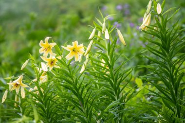 Lily Kesselring sarı çiçekler - Lilium kesselringianum