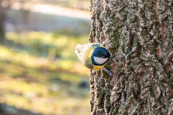 A tit is looking for food on a tree trunk. — Stock Photo, Image