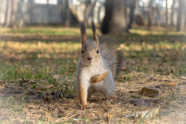 Squirrel holds on to heart — Stock Photo, Image