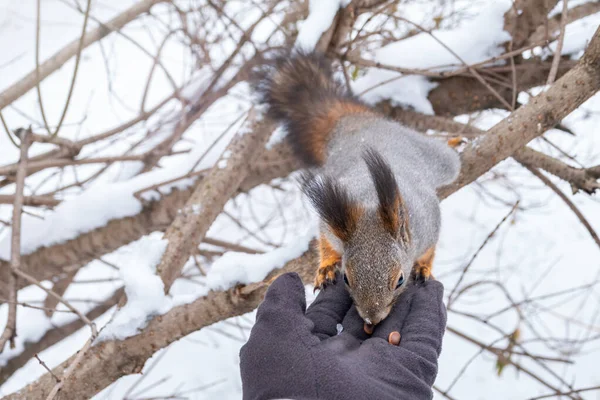 在冬天，松鼠坐在树枝上，用一只手吃坚果. — 图库照片