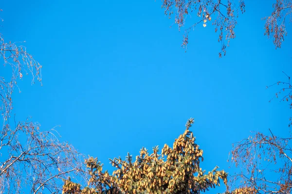 Autumn tree branches without leaves against a clear blue sky. Frame of autumn branches. — Stock Photo, Image