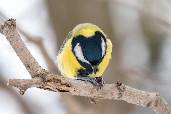 Söt fågel Bra bröst, sångfågel sitter med nöt på den fina grenen med vacker höst bakgrund — Stockfoto