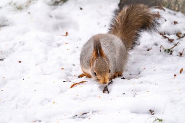 Sincap beyaz karda fındık saklar.