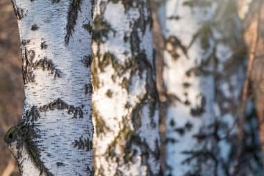 Bulanık sonbahar arkaplanındaki huş ağaçları..