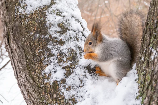 Squirrel in winter sits on a tree branch with snow.