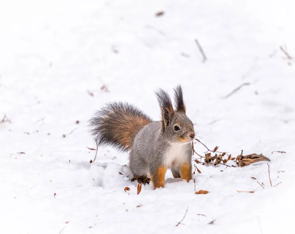 Das Eichhörnchen sitzt auf weißem Schnee — Stockfoto