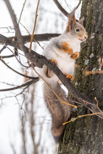 Lo scoiattolo si siede su rami nell'inverno o l'autunno — Foto Stock