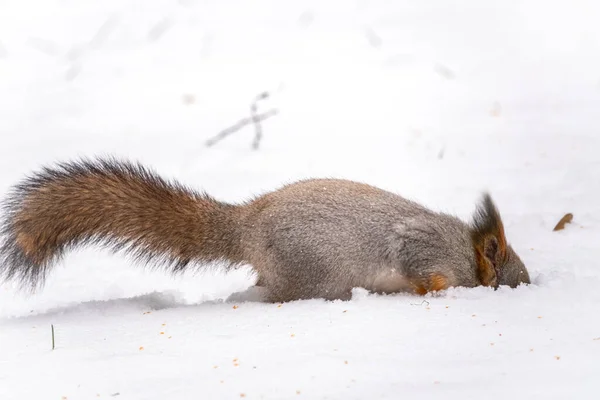 A mókus mogyorót rejteget a fehér hóban. — Stock Fotó