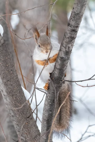 The squirrel sits on a branches in the winter or autumn — Stock Photo, Image