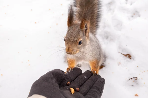 Белка зимой сидит на снегу и ест орехи с руки. . — стоковое фото