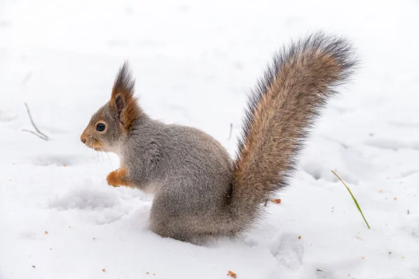 A mókus fehér hóban ül. — Stock Fotó