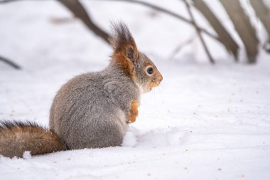 Sincap beyaz karda oturur.
