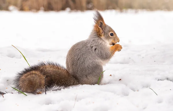 Das Eichhörnchen sitzt auf weißem Schnee — Stockfoto