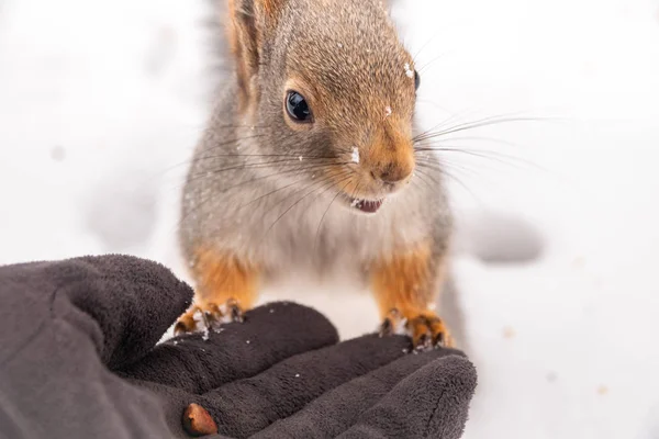 La ardilla se sienta en la nieve en invierno y come nueces de una mano . — Foto de Stock