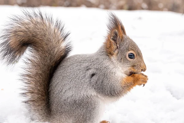 Een eekhoorn zit op de witte sneeuw, close-up. — Stockfoto