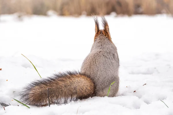 A hátsó nézet egy mókus szürke télikabát ellen a hó háttér. Egy mókus csodálatos farka.. — Stock Fotó