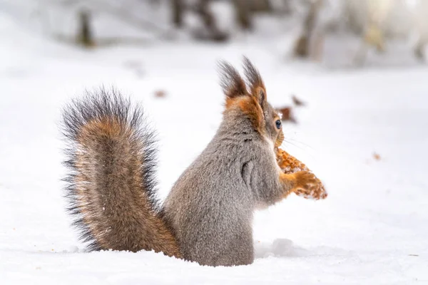 A hátsó kilátás egy mókus egy fenyőtoboz a szájban — Stock Fotó