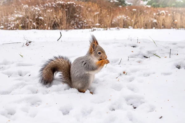 Das Eichhörnchen sitzt auf weißem Schnee — Stockfoto