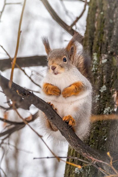 Lo scoiattolo si siede su rami nell'inverno o l'autunno — Foto Stock
