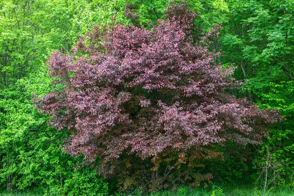 Zelené a tmavě červené listy na jarních stromech — Stock fotografie