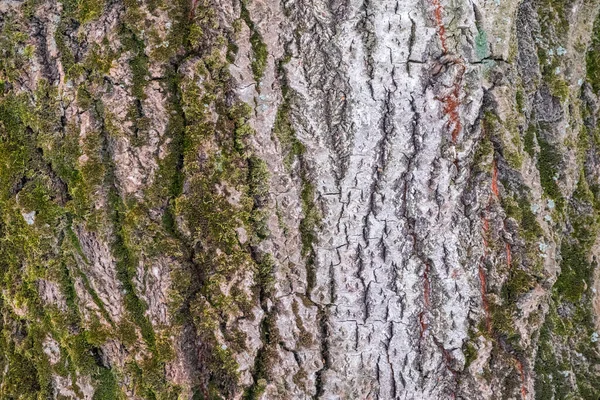 Eski bir kavak ağacının yosunlu kabuğunun rahatlatıcı dokusu. — Stok fotoğraf